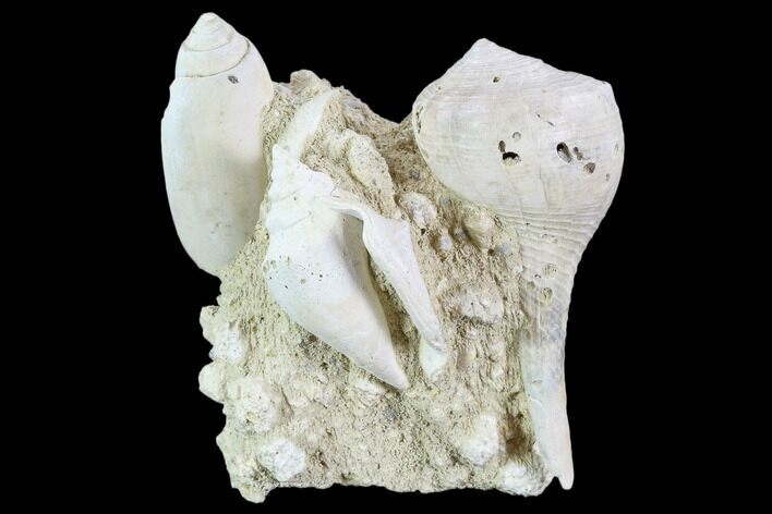 Tall, Miocene Fossil Gastropod Cluster - France #104126